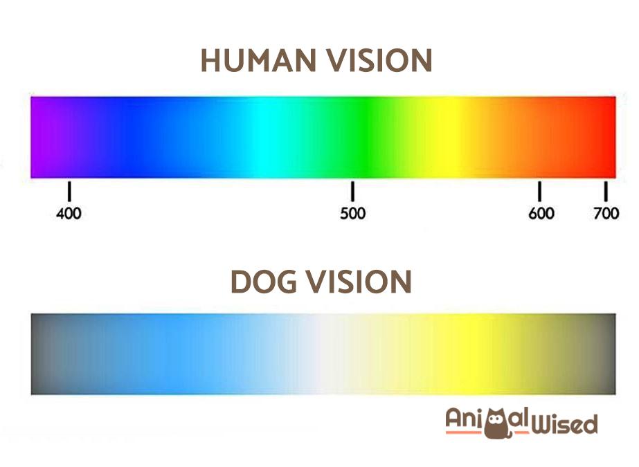 what colors can dogs see