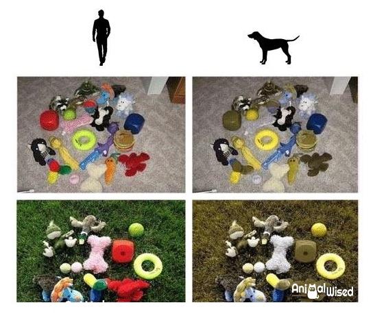 what colors can dogs see